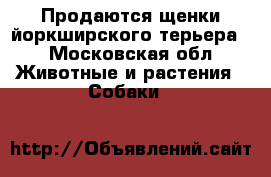 Продаются щенки йоркширского терьера  - Московская обл. Животные и растения » Собаки   